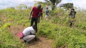 planter des arbres ijed