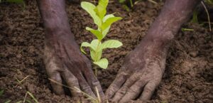 planter arbre